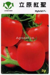 供应立原红圣-番茄种子