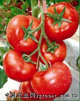 供应迈多685—番茄种子