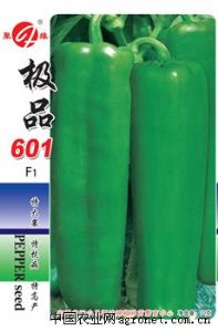 供应极品601—青皮椒种子
