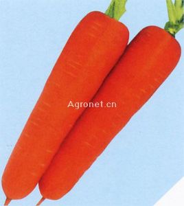 新黑田五寸——胡萝卜种子