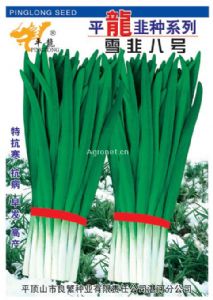供应平龙九号—韭菜种子