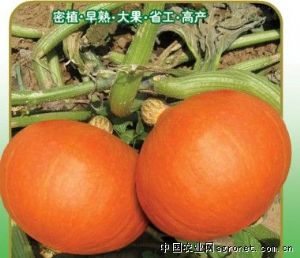 供应短蔓金红福—南瓜种子