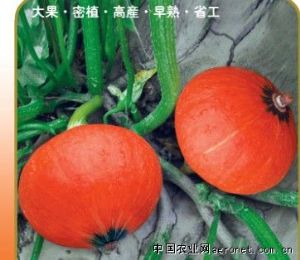 供应短蔓金红美—南瓜种子