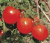 供应东方红一号番茄—番茄种子
