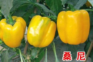 供应桑尼—甜椒种子