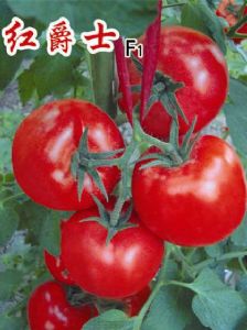 供应红爵士F1—番茄种子