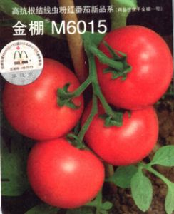 M6015粉果（高抗根结线虫）-番茄种子