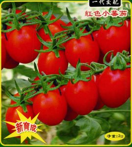 台红124-番茄种子