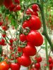 供应珍珠红西红柿种子