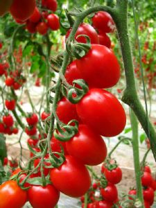 供应珍珠红西红柿种子