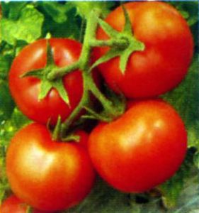 供应优迪—番茄种子