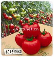 供应金石王子6号番茄——番茄种子