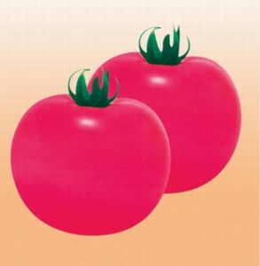 供应粉金钢—番茄种子
