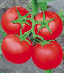 供应红宝—番茄种子