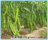 供应长城（ND703-25)辣椒—辣椒种子