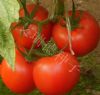 供应亚粉805-番茄种子