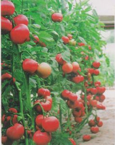 供应上海908—番茄种子