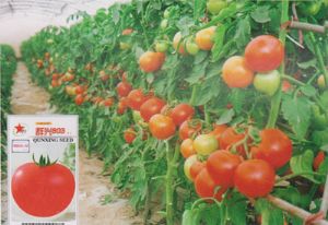 供应群兴903—番茄种