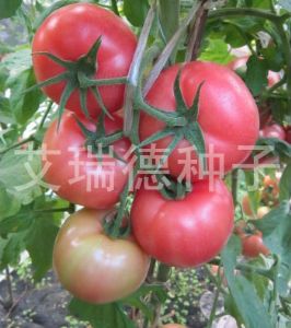 供应轩迪-番茄种子