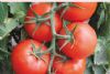 供应E916—番茄种子