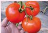 供应伊和一号—番茄种子