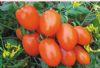 供应大红罗曼番茄48006—樱桃番茄种子