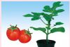 供应台木906-番茄砧木种子