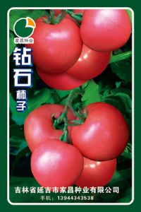 供应钻石柿子——番茄种子