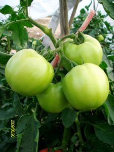 供应嘉悦—番茄种子
