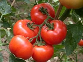 供应番茄西红柿
