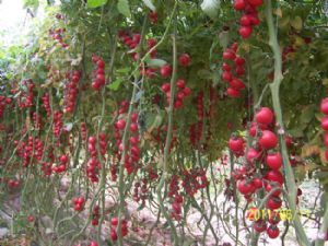 供应安吉尔—番茄种子