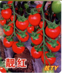 供应靓红—番茄种子
