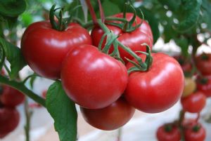 供应粉迪尼217—番茄种子