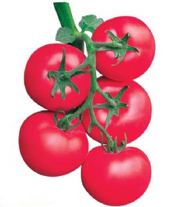 供应亨利—番茄种子