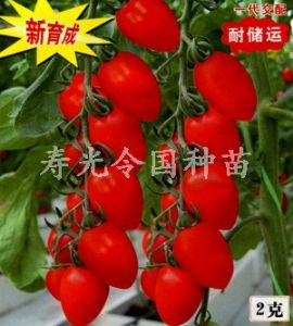 小番茄种子--新亚11号(台湾引进)