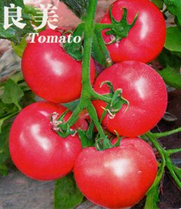 供应良美—番茄种子