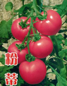 供应粉蒂—番茄种子