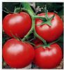 供应大红番茄405—番茄种苗