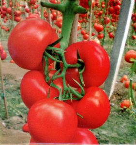 供应乐美—番茄种子