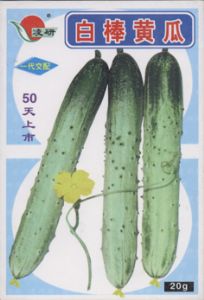 供应白棒——黄瓜种子