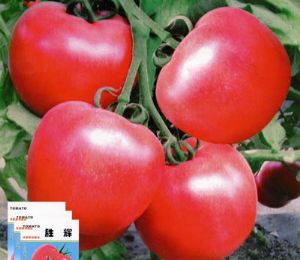胜辉（粉果）-番茄种子