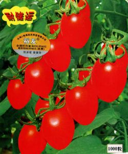 红精灵-番茄种子