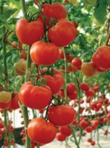 供应(高硬度粉果番茄)—番茄种子