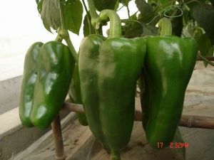 供应甜椒5502(长方型绿椒)—甜椒种子