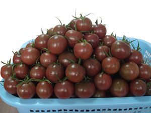 黑番茄种子--黑妃20