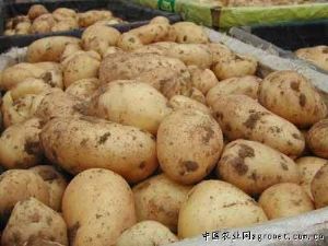 供应棚种荷兰十五土豆