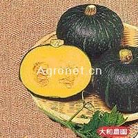 供应黒錦—南瓜种子