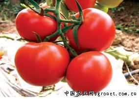 供应齐达利-番茄种子