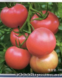 供应欧尼塔-番茄种子
