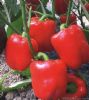 供应芬迪（红甜椒）—甜椒种子